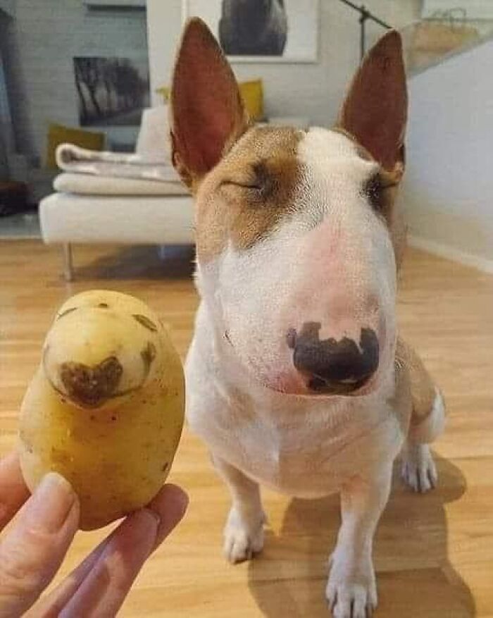 Przykład pareidolii.