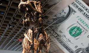 Miliony za szczątki dinozaura. Tyranozaur Gus z rekordową ceną