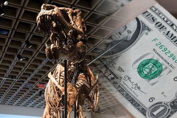 Miliony za szczątki dinozaura. Tyranozaur Gus z rekordową ceną