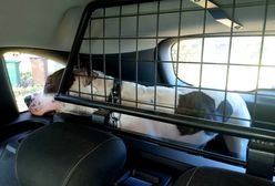 Amstaff w szkolnym autobusie. "Dzieci wskakiwały na fotele i krzyczały"