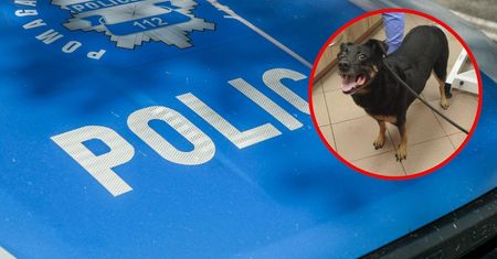 Właściciel nie żył. Policja interweniowała i uratowała psa