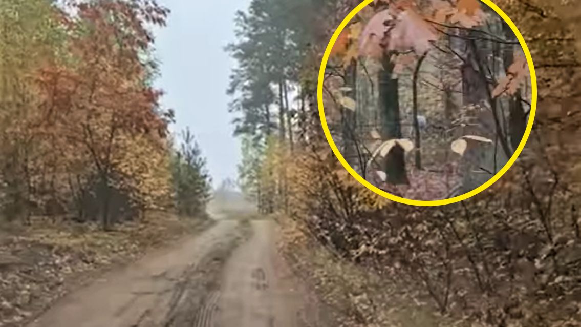 Na nagraniu uchwycono białego daniela 