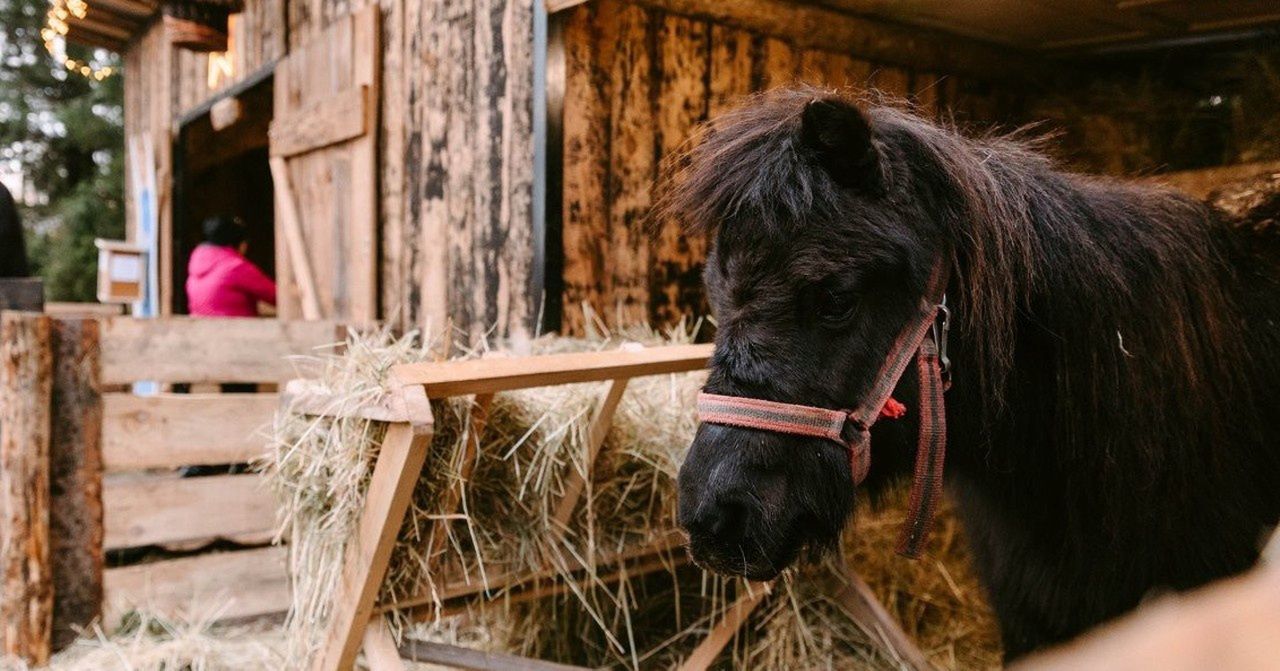 Borek Stary: Żywa szopka czeka na odwiedzających