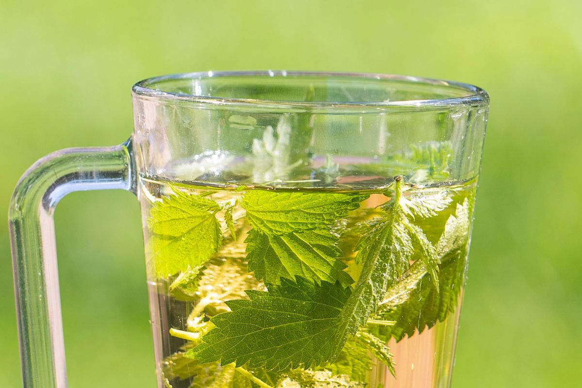 Większość uważa to za uciążliwy chwast. Po zaparzeniu smakuje lepiej niż najdroższa herbata