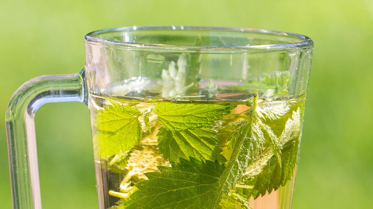 Napar ze świeżych liści pokrzywy