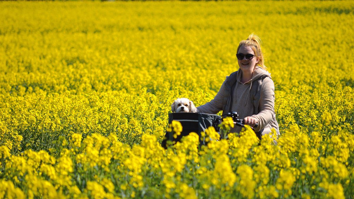 Rolnicy mierzą się z poważnym problemem. "Rzepiary" niszczą ich pola