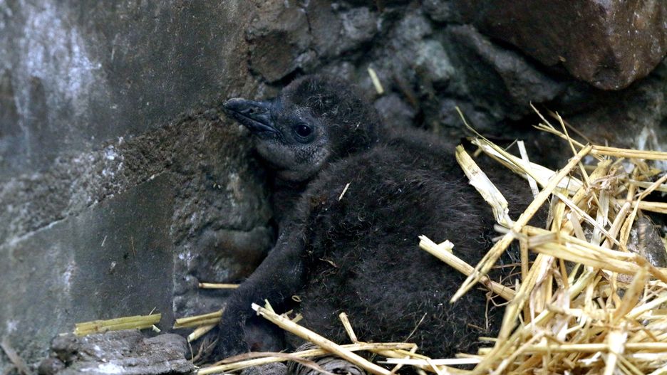 Już wkrótce mieszkańcy będę mogli oglądać nowych mieszkańców zoo 