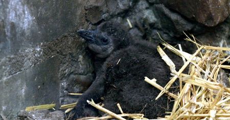 Wielki dzień w gdańskim zoo. Na świat przyszły "szarobure puchate kulki"