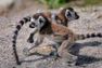 Lemury rozrabiają