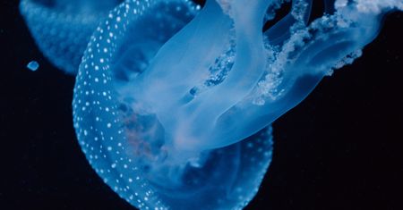 Bioluminescencja w głębinach oceanu. Tę krzyżówkę rozwiąże tylko mistrz