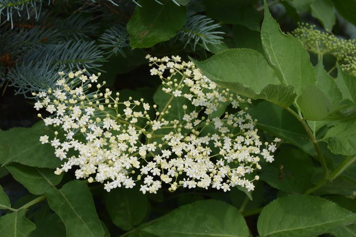 Pneumolan to suplement diety zawierający między innymi wyciągi roślinne z kwiatu bzu czarnego.