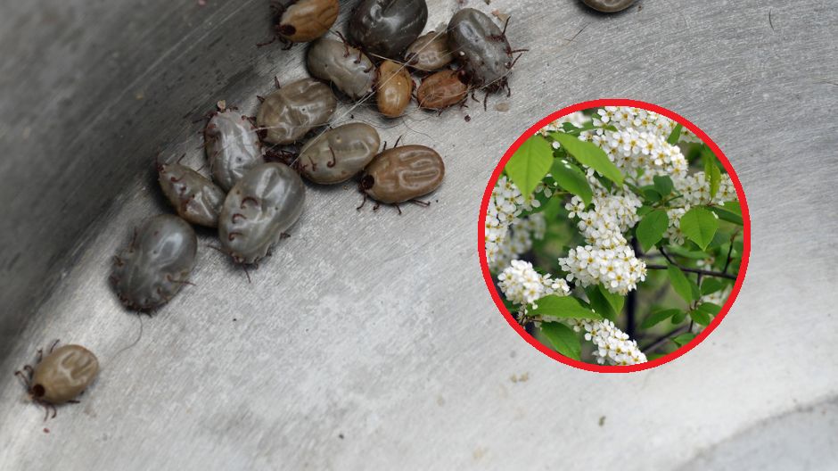 Dwa składniki i broń na kleszcze gotowa