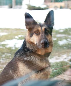 "Biega za psem z widłami". Lekarz miał zabić owczarka niemieckiego