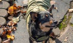 4F ma kolekcję dla psów