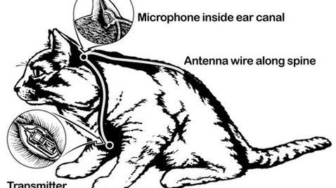10 niezwykłych eksperymentów wojskowych 1