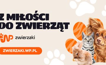 Wirtualna Polska rusza z nowym serwisem. WP zwierzaki stawia na porady i adopcje