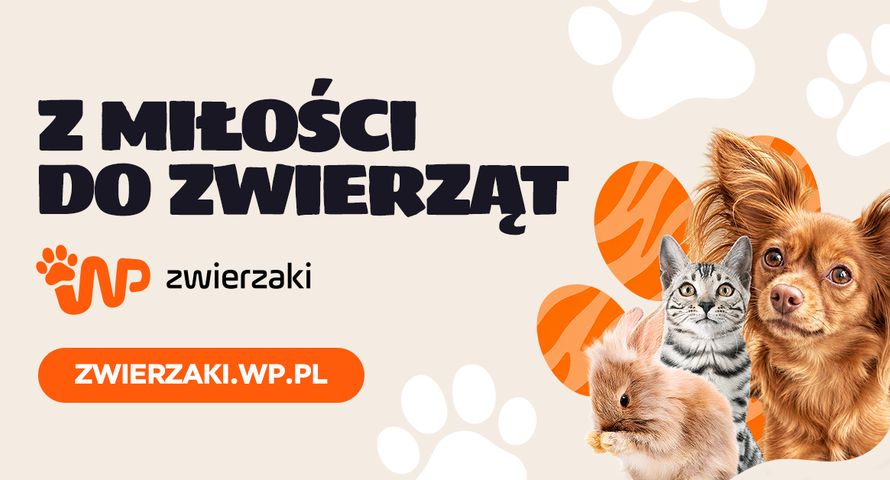 Wirtualna Polska rusza z nowym serwisem. WP zwierzaki stawia na porady i adopcje