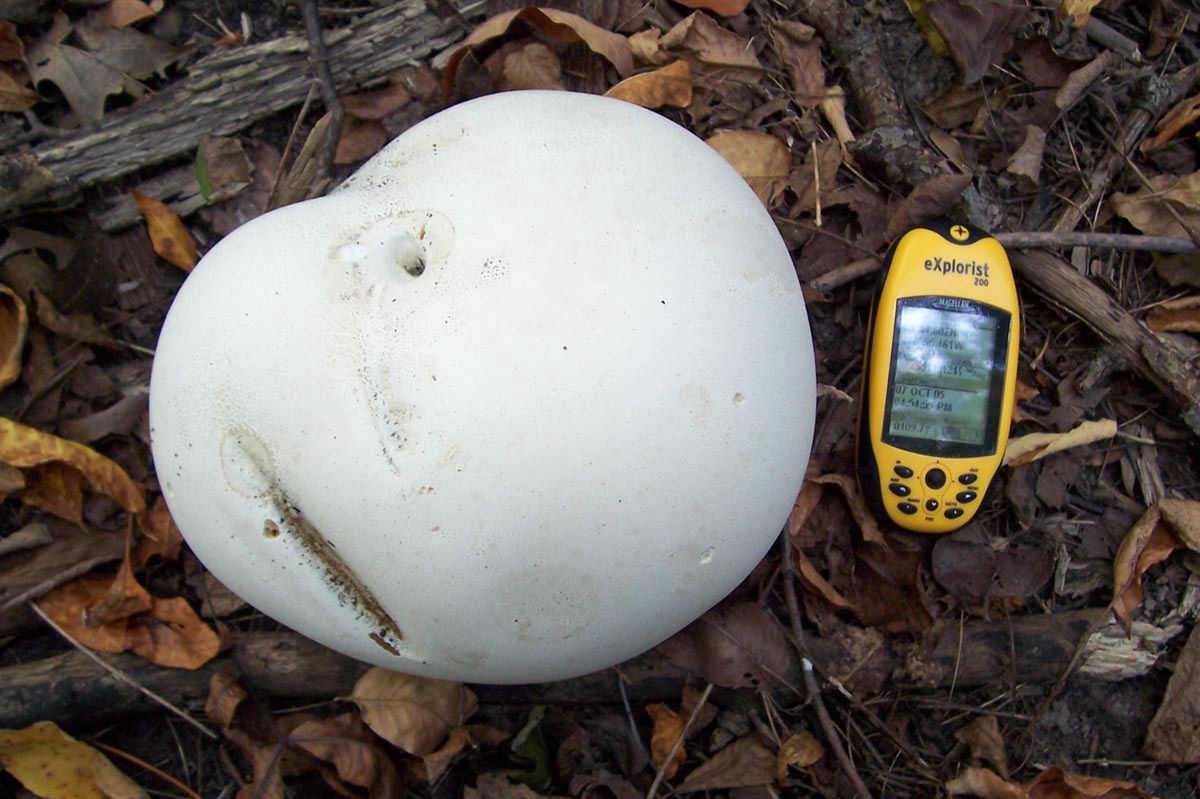 Giant puffball: Rare treasure for mushroom hunters