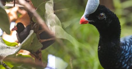 Wrocławskie ZOO ma nowych mieszkańców Ptaszarni. To jedyna taka para w Polsce
