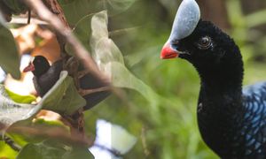 Wrocławskie ZOO ma nowych mieszkańców Ptaszarni. To jedyna taka para w Polsce