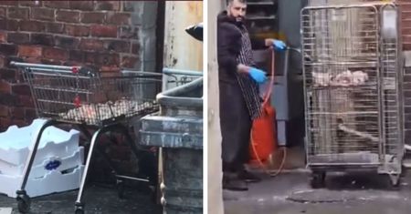 Nagrał to na zapleczu restauracji. Ludziom aż ciężko uwierzyć