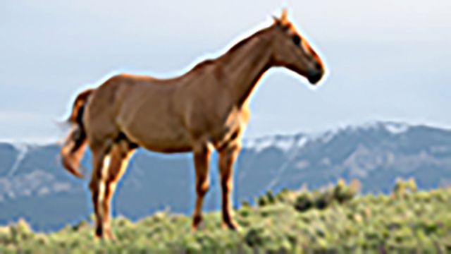 420720077764384584