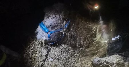 Uratowali wielbłąda, który wpadł do stawu. Ma na imię Czesio i kiedyś wystąpił w filmie