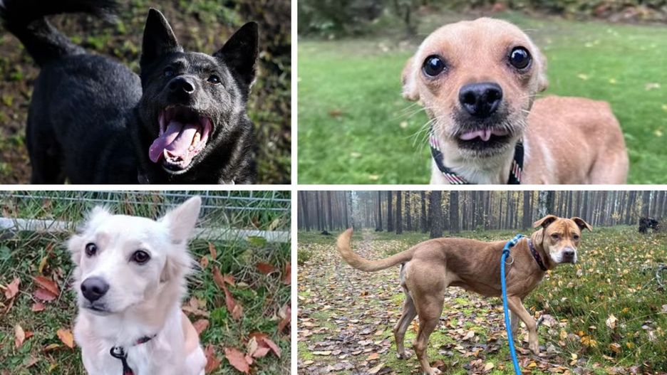 Te pieski możesz adoptować z włocławskiego schroniska