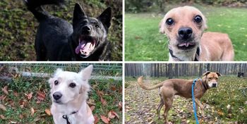 W całym kraju szykuje się podwyżka opłaty za psa. Jak będzie we Włocławku?