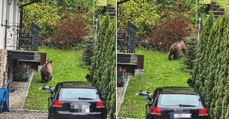 Niedźwiedzie podchodzą do domów. Leśnicy ostrzegają