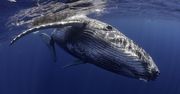 Wieloryby żyją dłużej niż ludzie. Liczby robią wrażenie