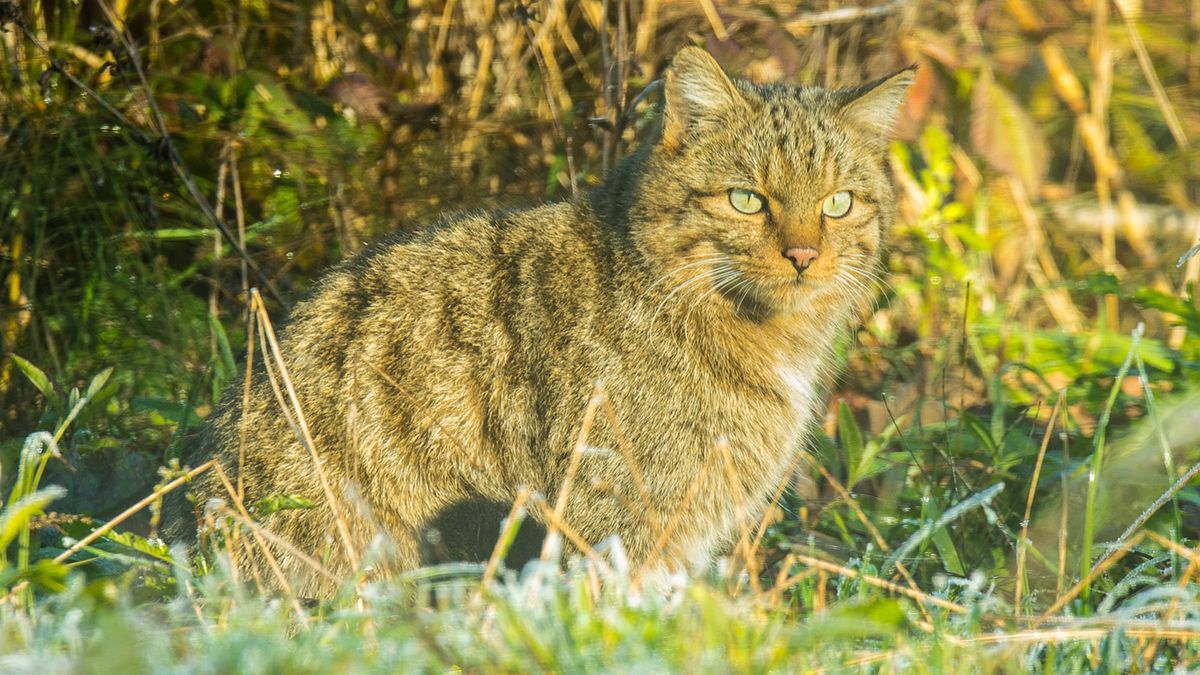 Niezwykłe spotkanie żbika
