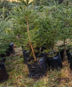 Ciepły grudzień sprzyja kleszczom. Eksperci alarmują ws. choinek
