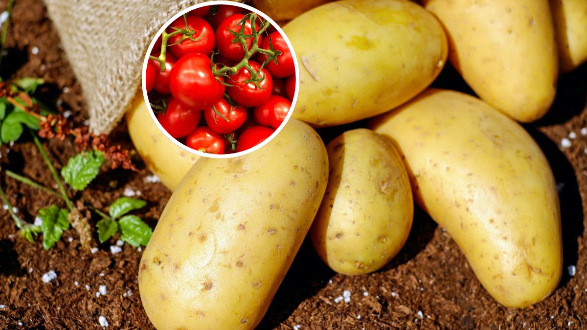  Ziemniaki powstały z krzyżówki z przodkiem pomidora