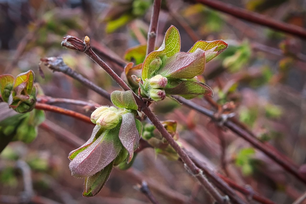 What are the health benefits of Kamchatka berries?