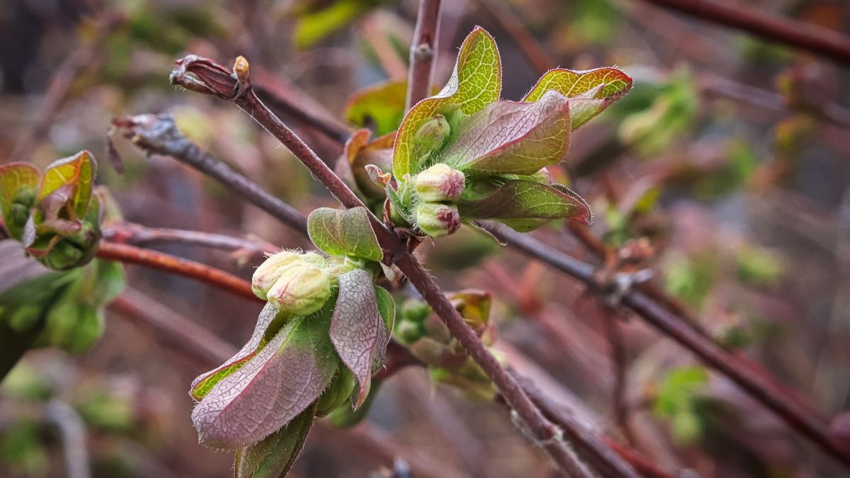 Jakie są właściwości zdrowotne jagody kamczackiej?