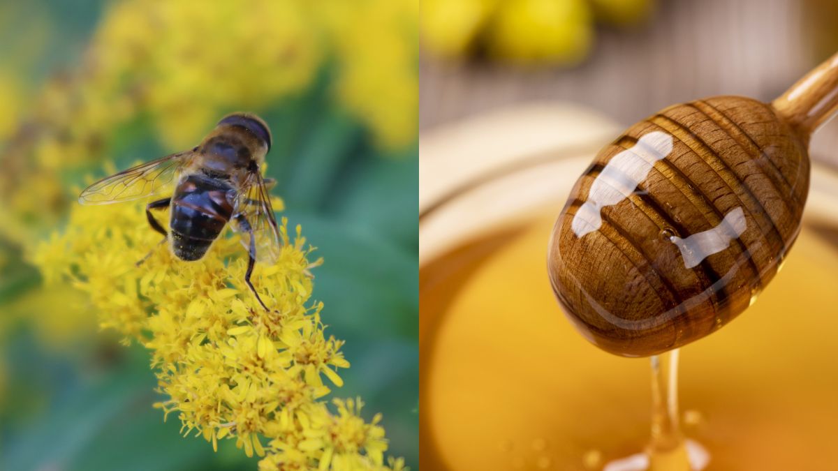 Miód nawłociowy - jedyny w swoim rodzaju
