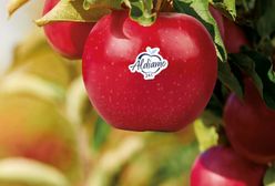 Niemiecka sieć stworzyła własną odmianę jabłek. "Zajęło nam to 20 lat"