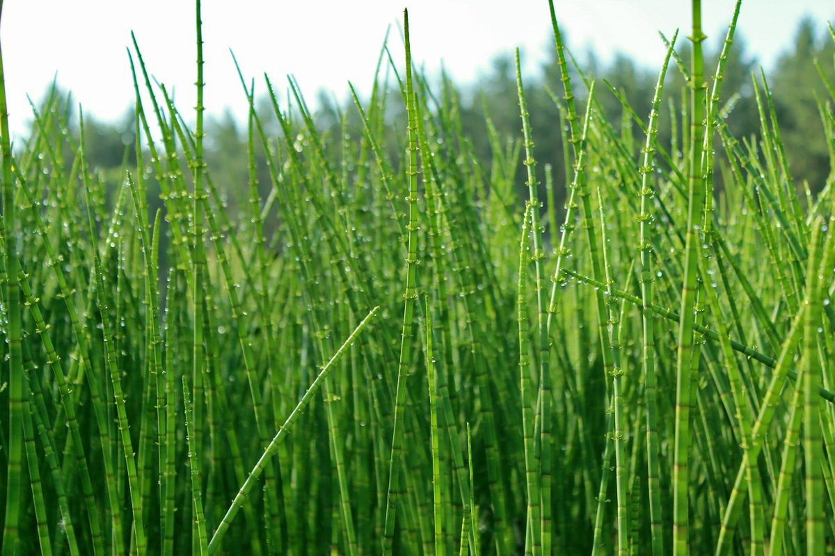 Gather in the meadow and brew. Drink regularly, and you will be surprised that hair can grow so fast.