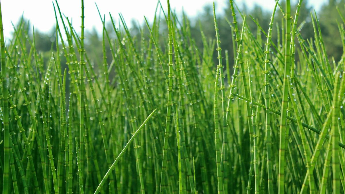 Zbierz na łące i zaparz. Pij regularnie, a zdziwisz się, że włosy mogą rosnąć tak szybko