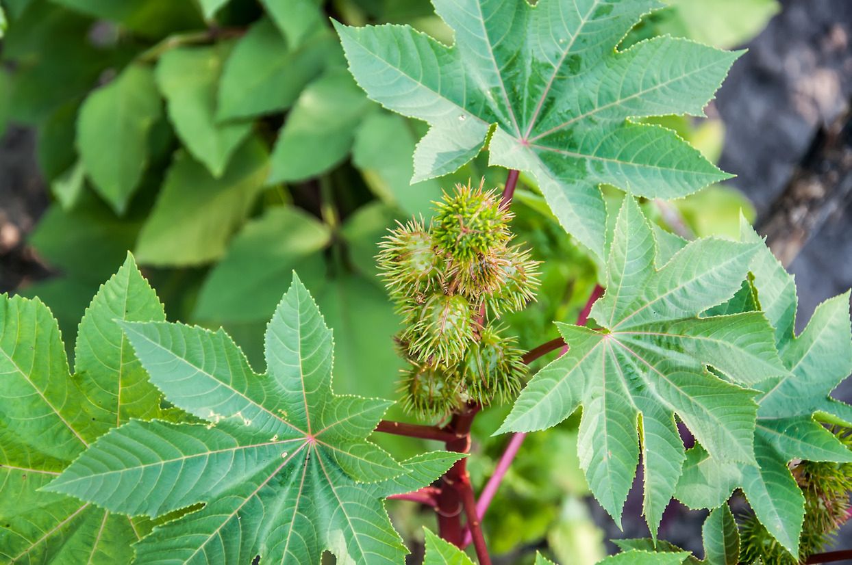 Ricinus communis przed kwitnieniem