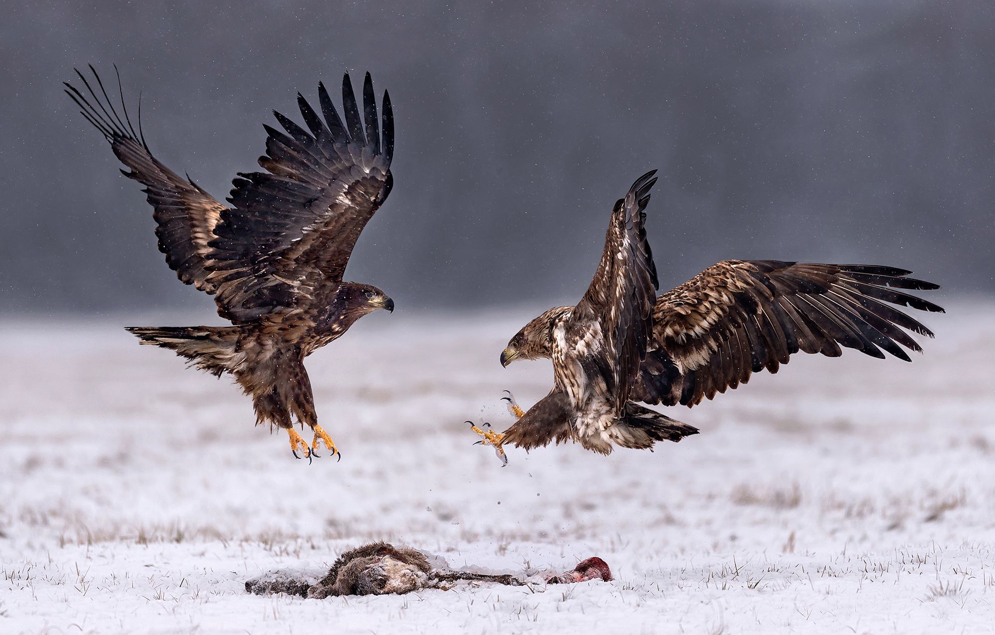Xavier Ortega fotografuje zwierzęta z całego świata. W Kutnie spotkał orły bieliki 23