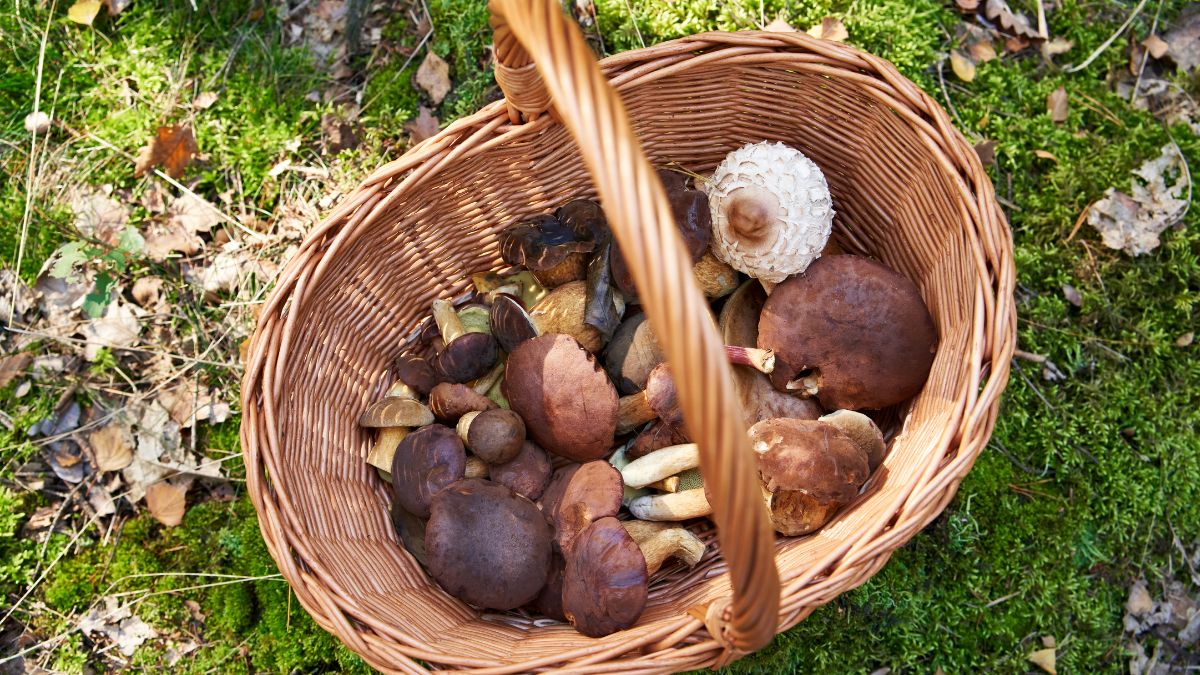 Czy warto iść na grzyby kiedy pada deszcz?