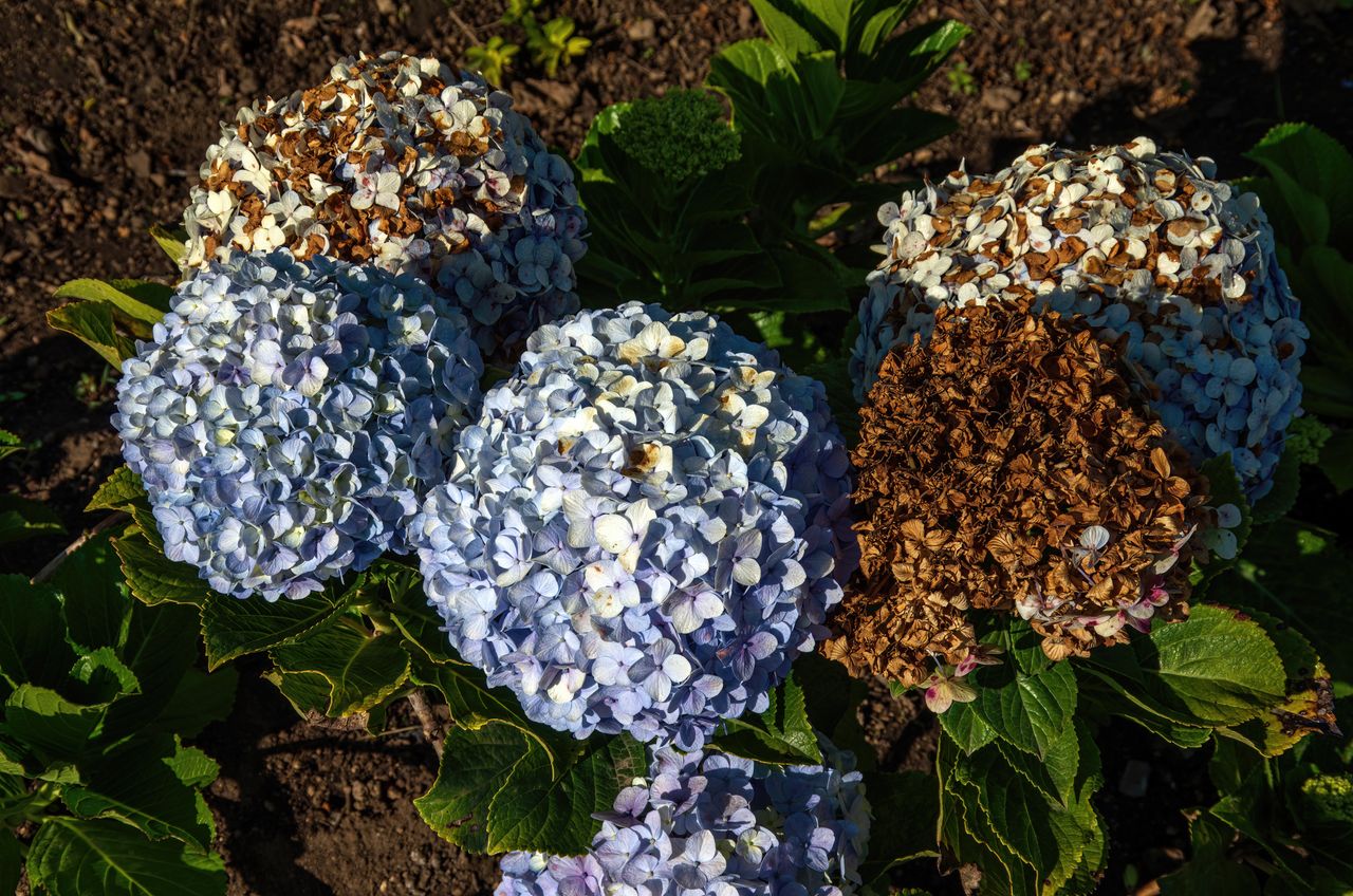 Dlaczego kwiaty hortensji brązowieją? To najczęstsza przyczyna
