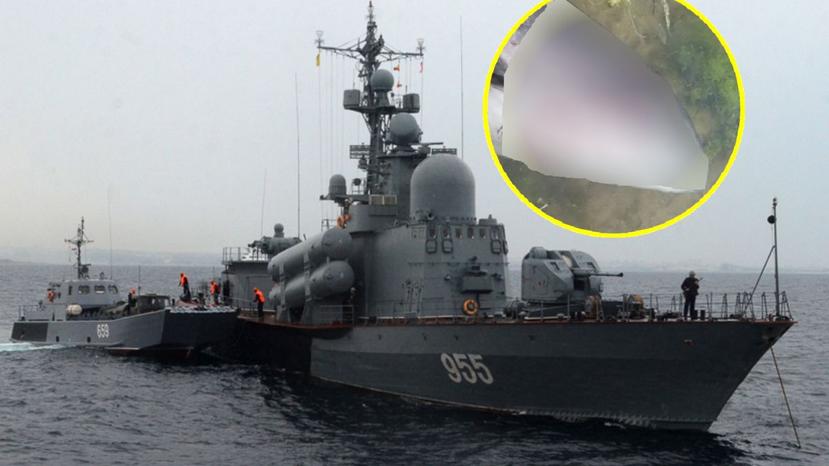 Działania wojenne na Morzu Czarnym negatywnie wpłynęły na populację delfinów