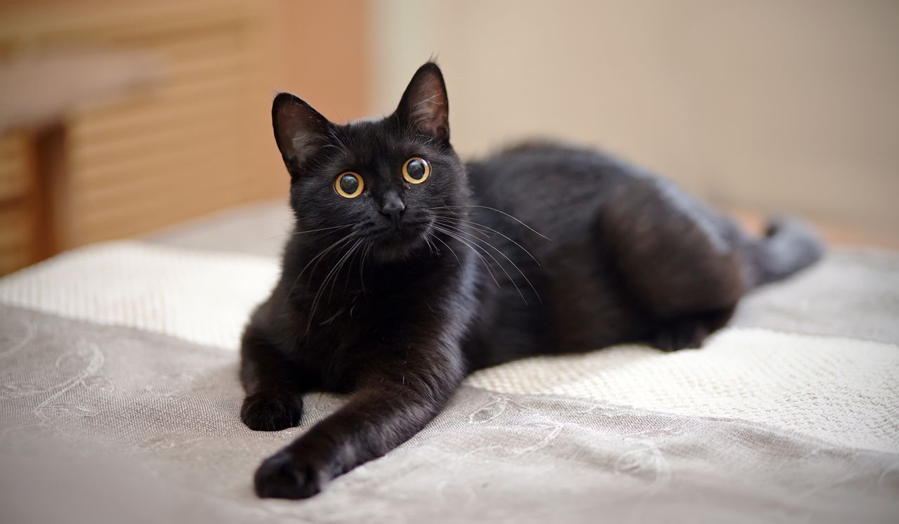 Research confirms - cats can smile.