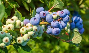 Sadzenie borówki amerykańskiej wiosną. Jeden błąd i po krzewach
