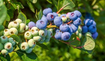 Jeden błąd i po owocach. A możesz je zbierać garściami