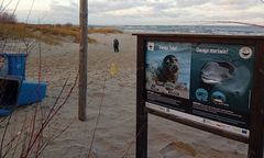 Głupota pływa na skuterach. Ludzie niepokoją foki z jedynej polskiej kolonii