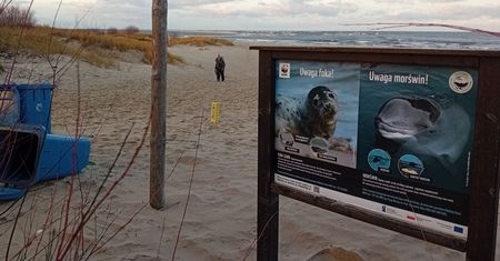Głupota pływa na skuterach. Ludzie niepokoją foki z jedynej polskiej kolonii